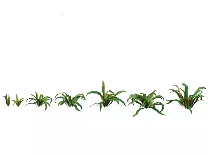 Asplenium australasicum - Birds Nest Fern