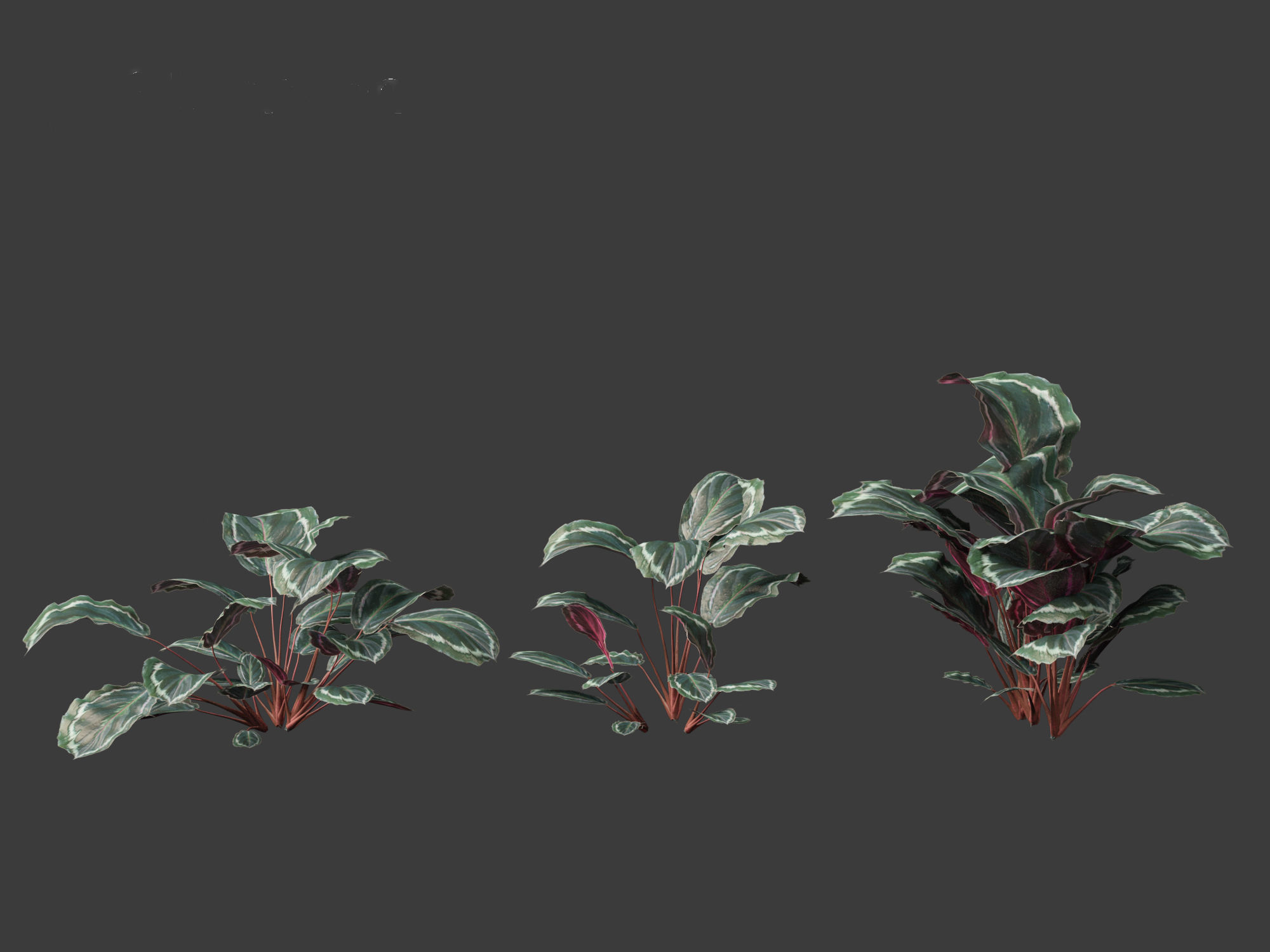 Calathea veitchiana - Calathea Medallion 3D model_2