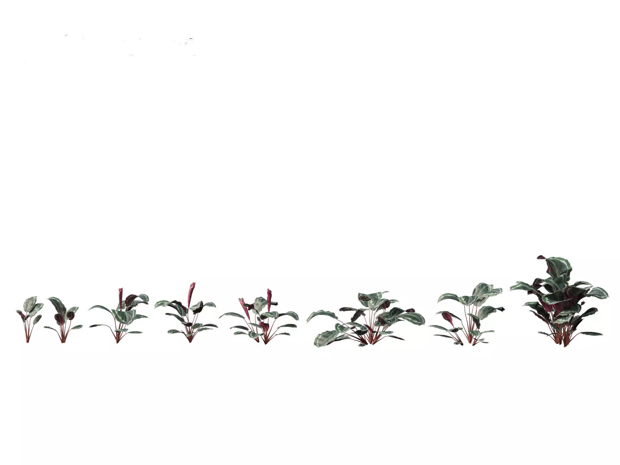 Calathea veitchiana - Calathea Medallion 3D model_0