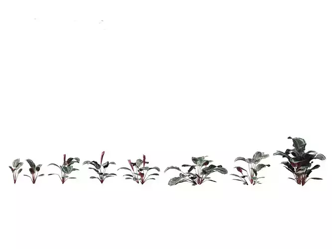 Calathea veitchiana - Calathea Medallion