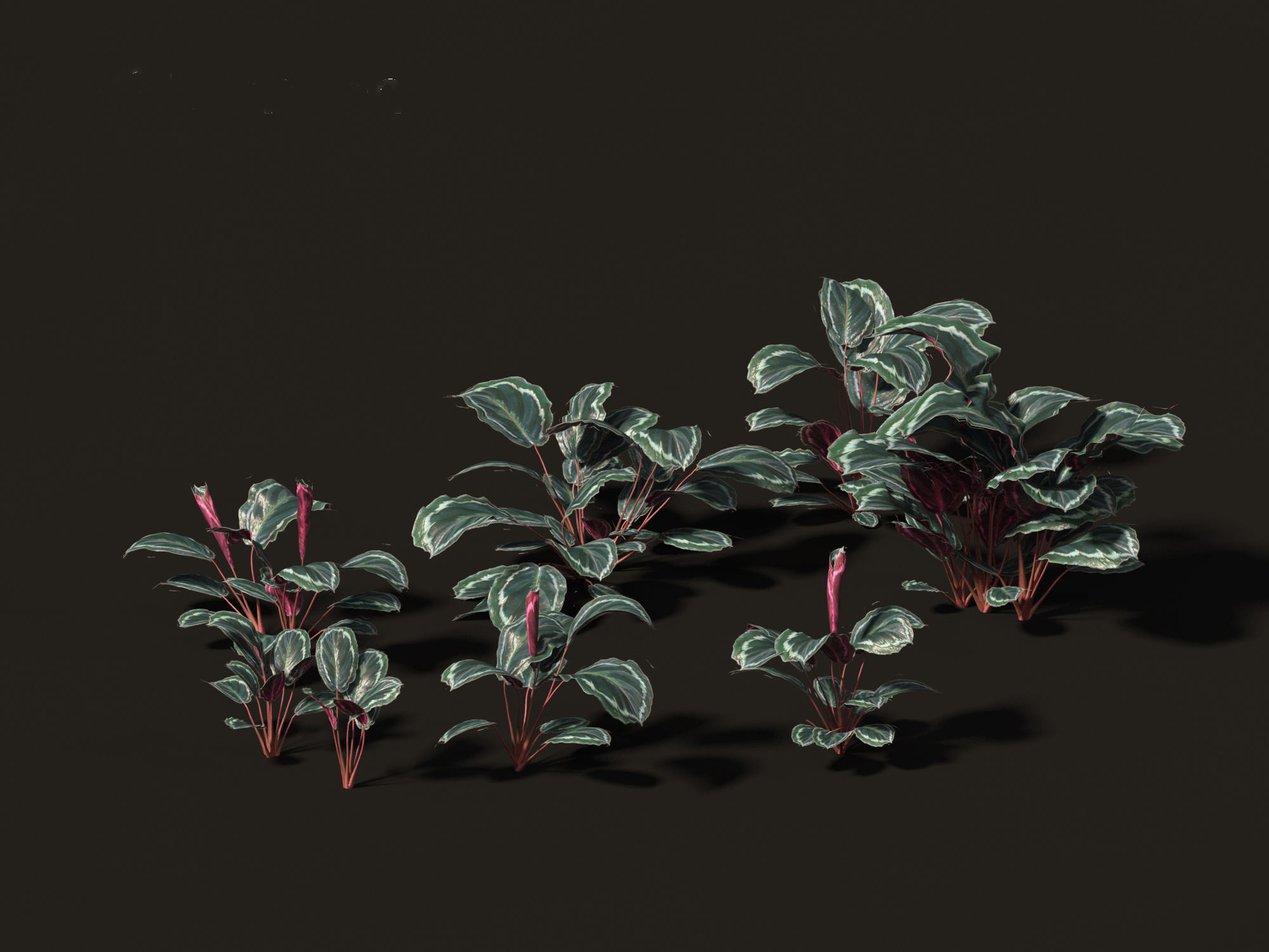 Calathea veitchiana - Calathea Medallion 3D model_4