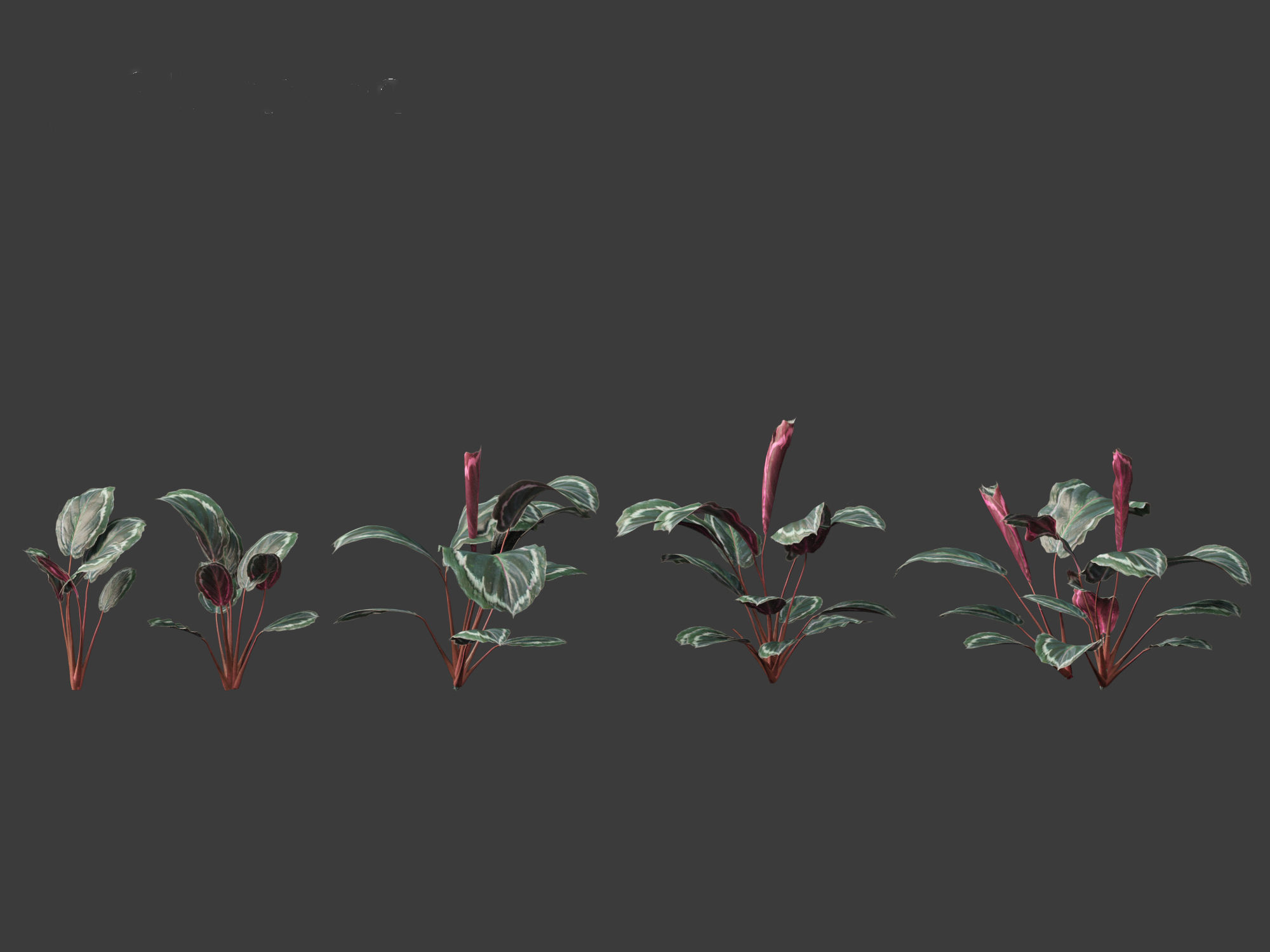 Calathea veitchiana - Calathea Medallion 3D model_3