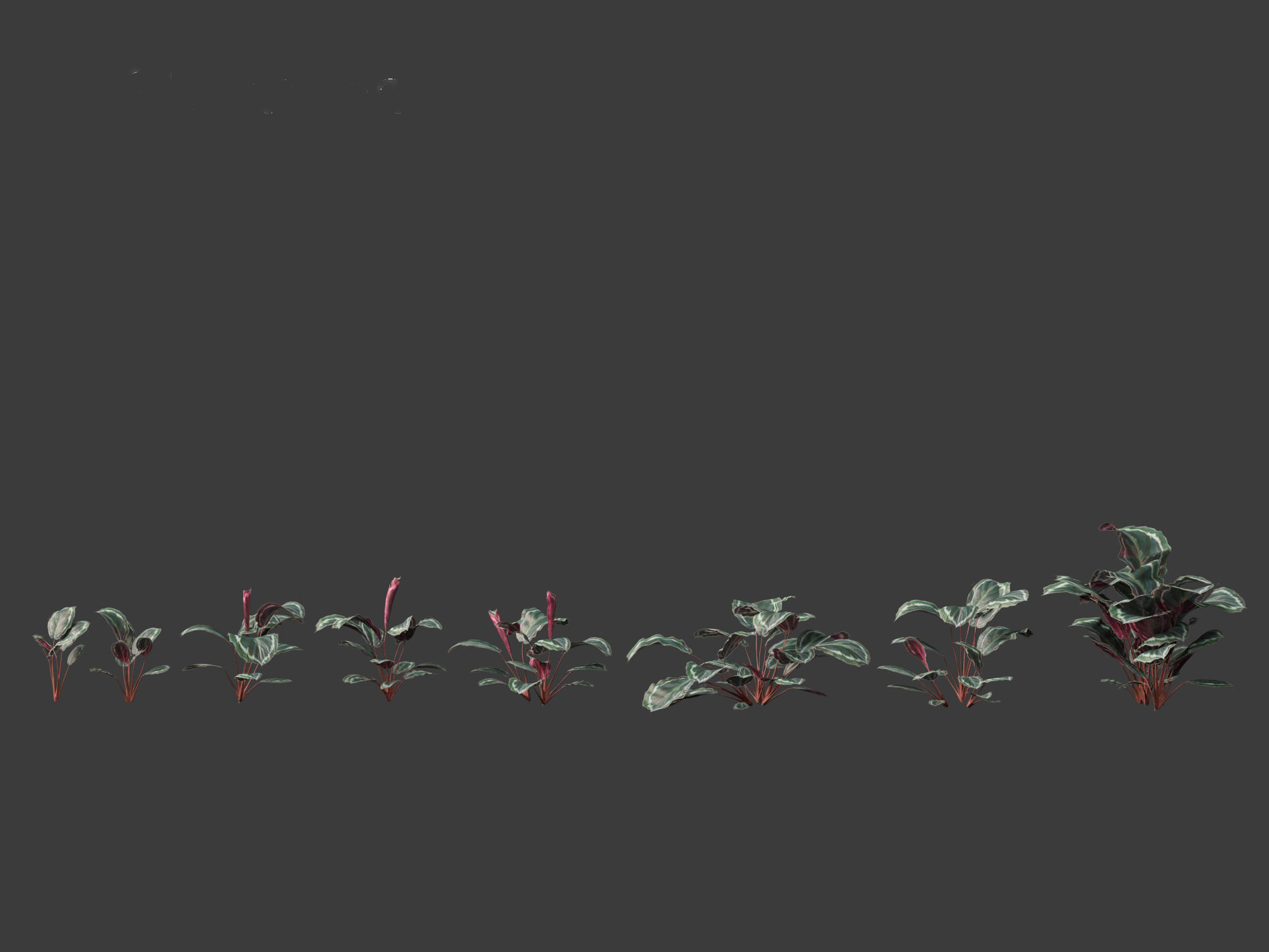 Calathea veitchiana - Calathea Medallion 3D model_1