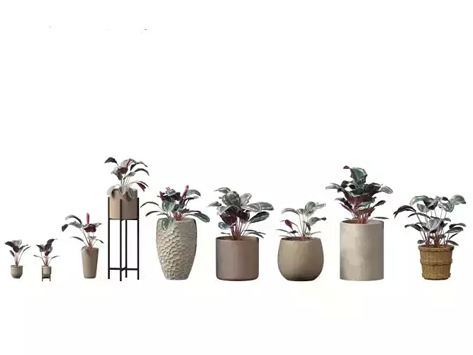 Calathea veitchiana - Calathea Medallion 02