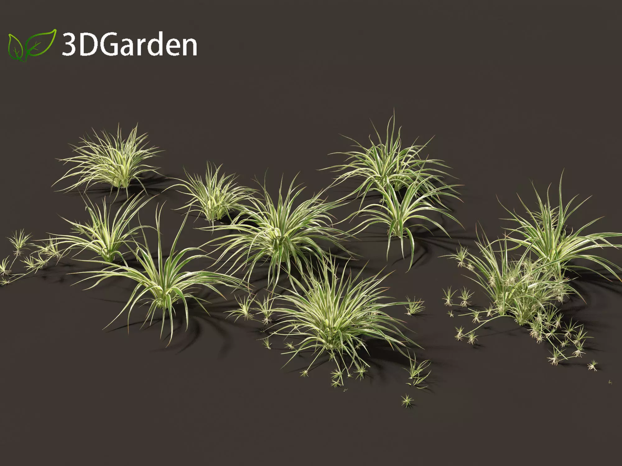 Chlorophytum comosum - Spider plant 3D model