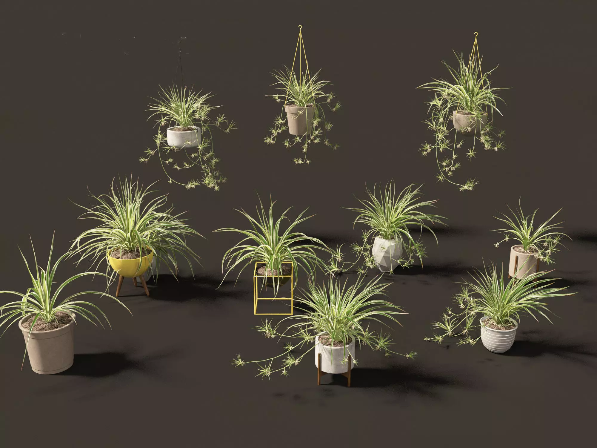 Chlorophytum comosum - Spider plant 02 3D model_0