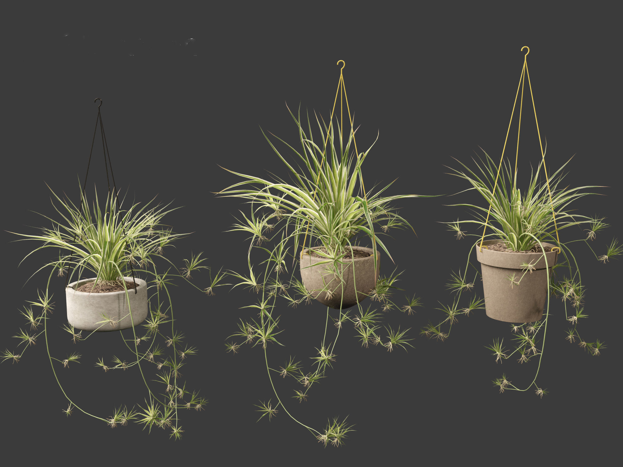 Chlorophytum comosum - Spider plant 02 3D model_2