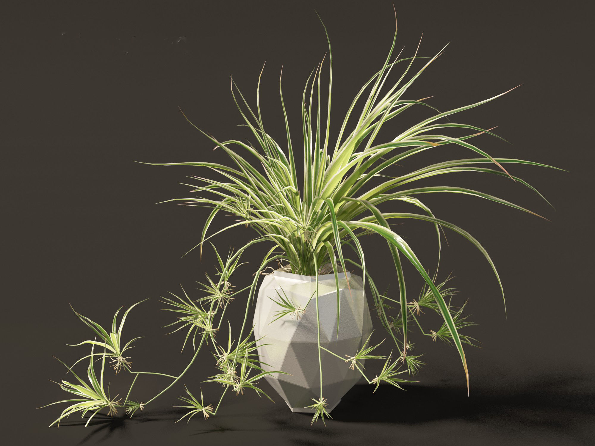 Chlorophytum comosum - Spider plant 02 3D model_3