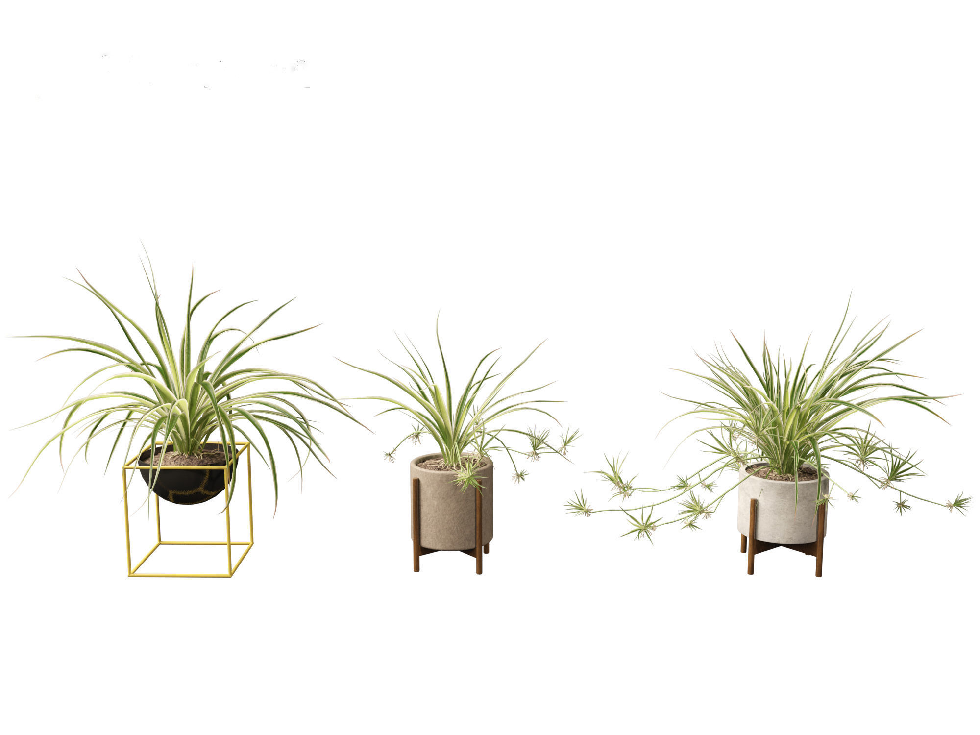 Chlorophytum comosum - Spider plant 02 3D model_7