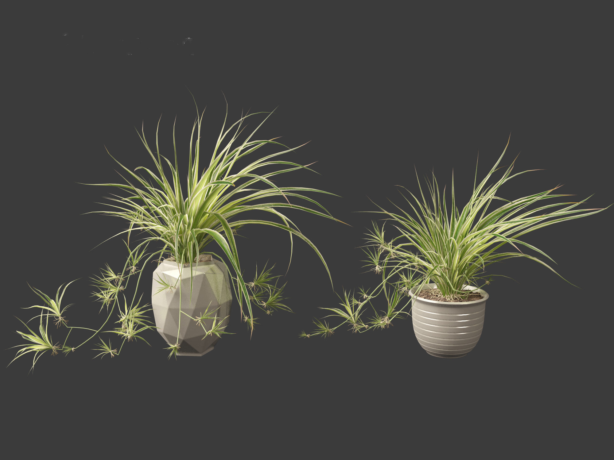 Chlorophytum comosum - Spider plant 02 3D model_10