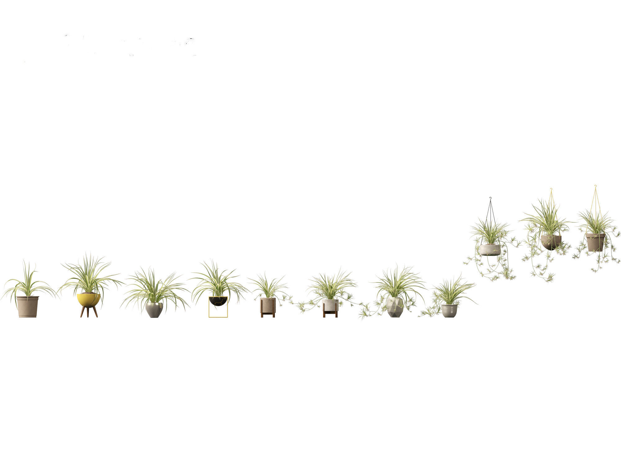 Chlorophytum comosum - Spider plant 02 3D model_1