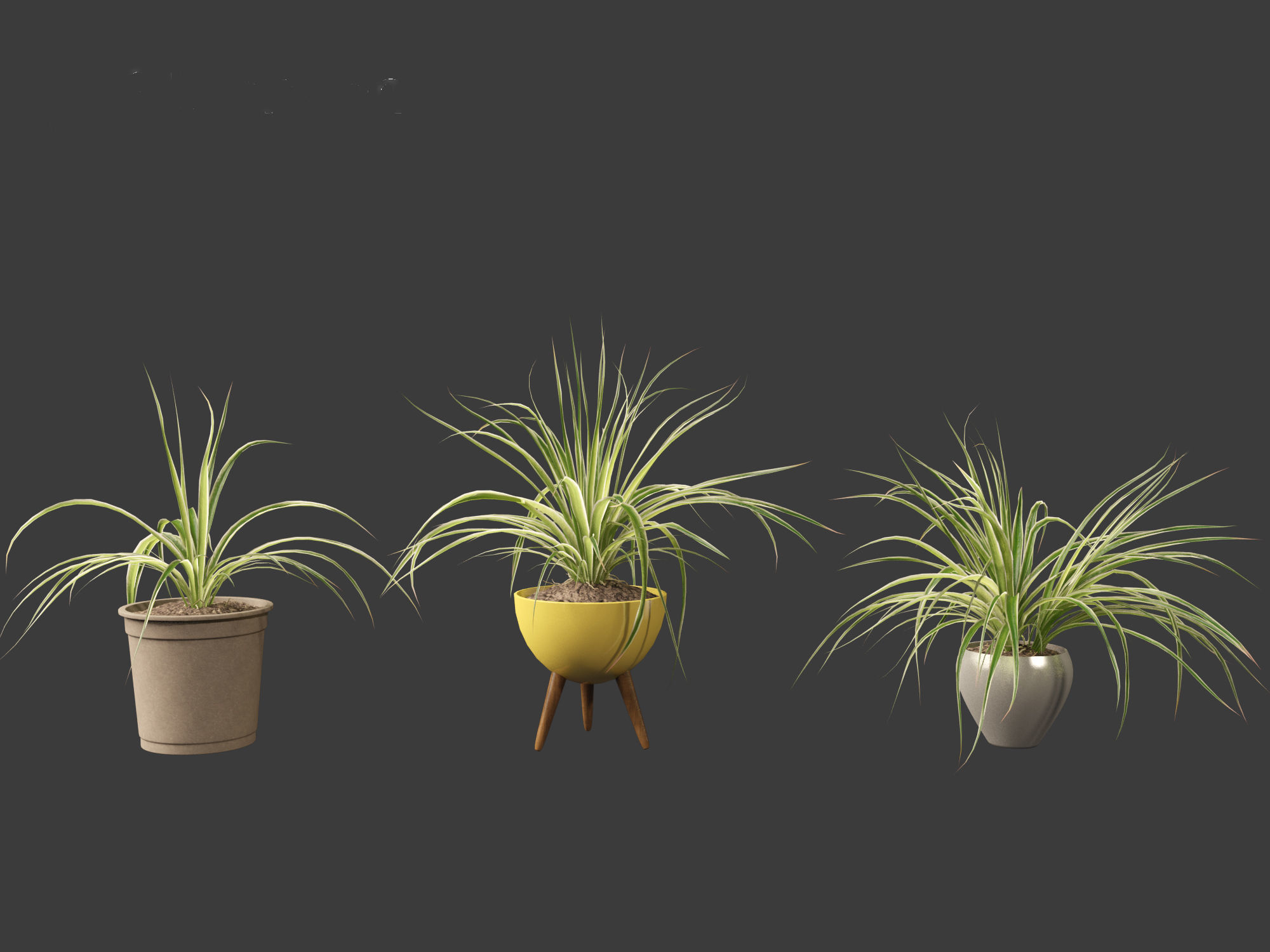 Chlorophytum comosum - Spider plant 02 3D model_6