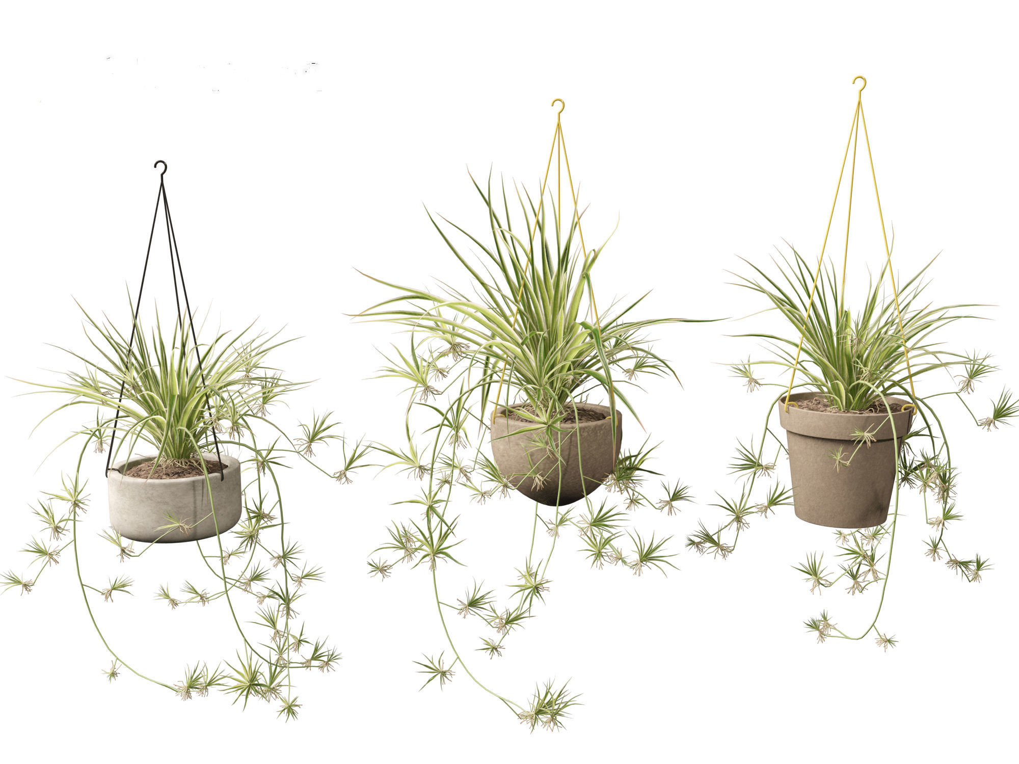 Chlorophytum comosum - Spider plant 02 3D model_11