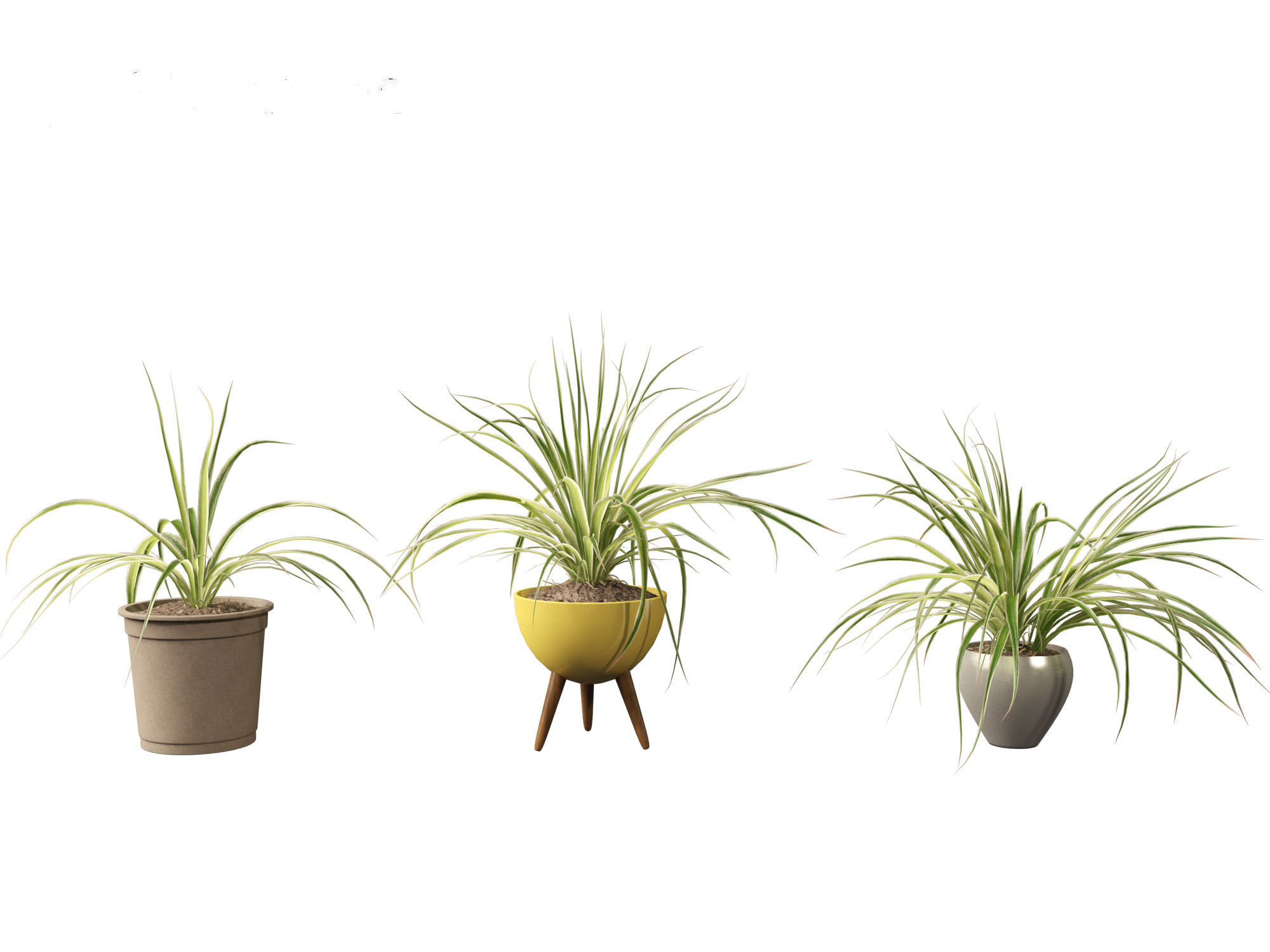 Chlorophytum comosum - Spider plant 02 3D model_5