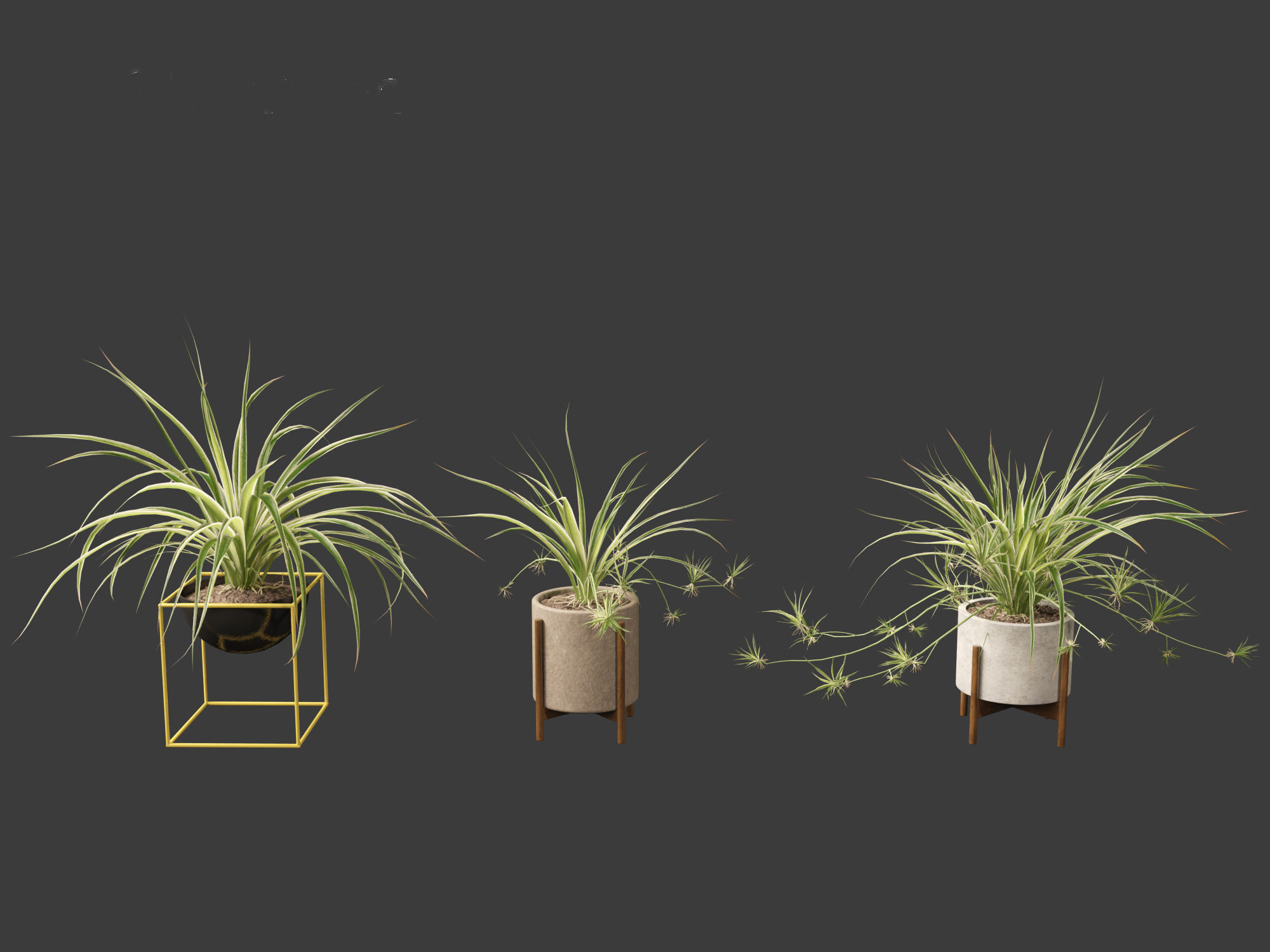 Chlorophytum comosum - Spider plant 02 3D model_8