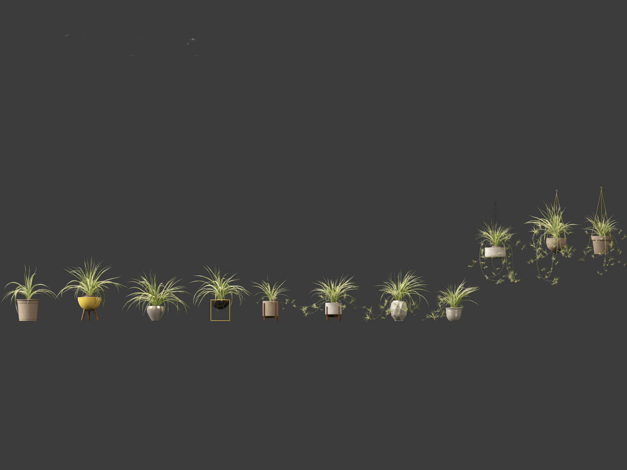 Chlorophytum comosum - Spider plant 02 3D model_4