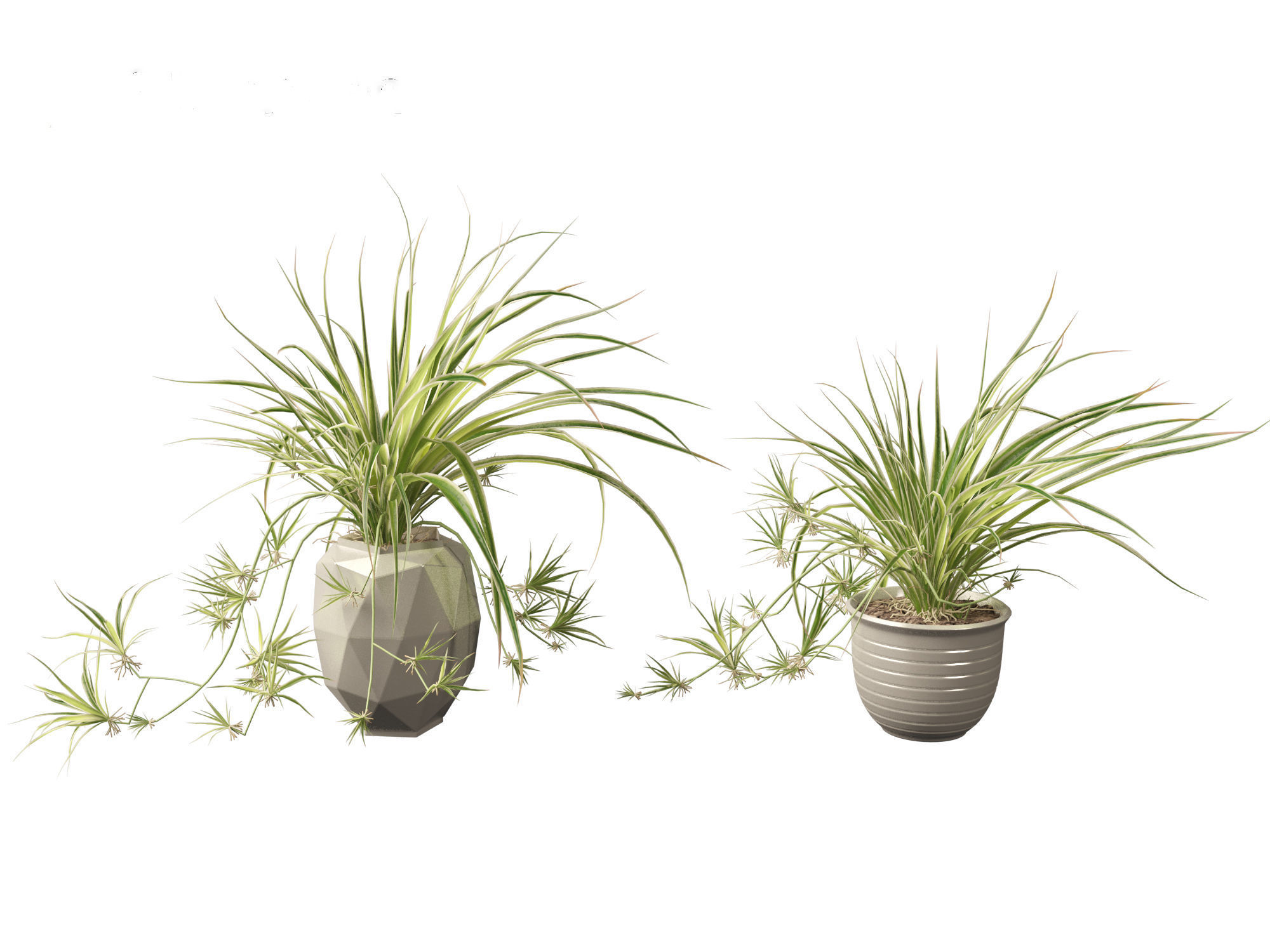 Chlorophytum comosum - Spider plant 02 3D model_9