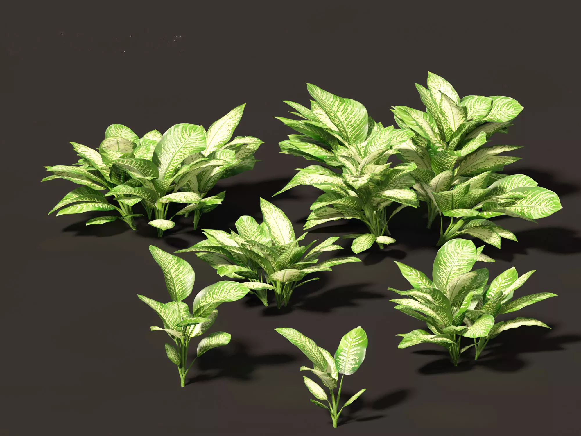 Dieffenbachia seguine - Dumb Cane 01 3D model