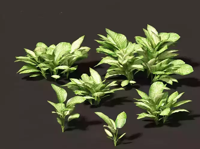 Dieffenbachia seguine - Dumb Cane 01 3D model