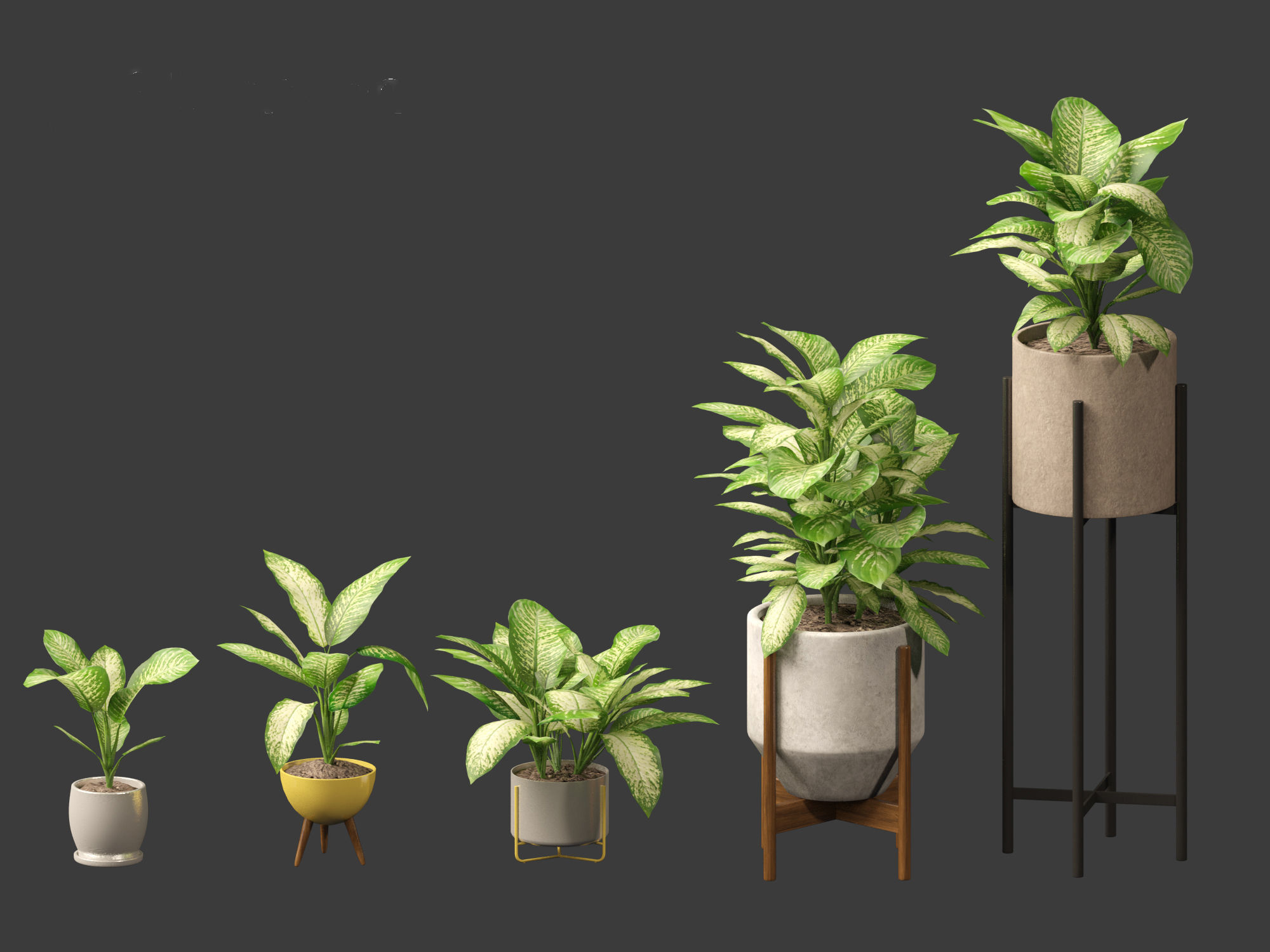 Dieffenbachia seguine - Dumb Cane 02 3D model_2