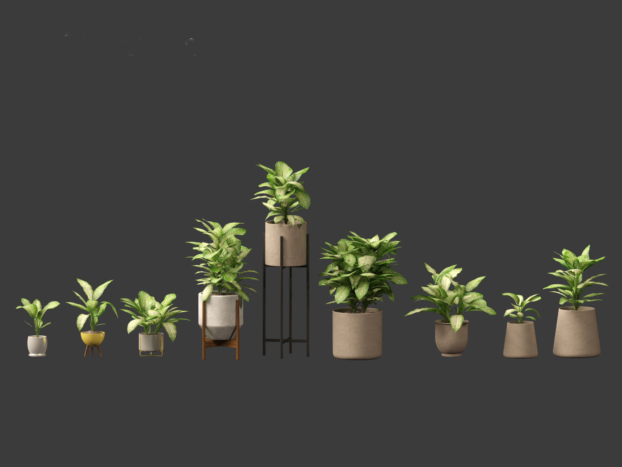 Dieffenbachia seguine - Dumb Cane 02 3D model_1