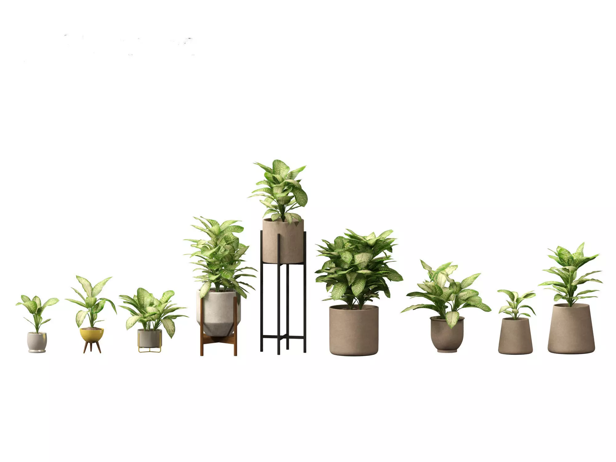 Dieffenbachia seguine - Dumb Cane 02 3D model_0