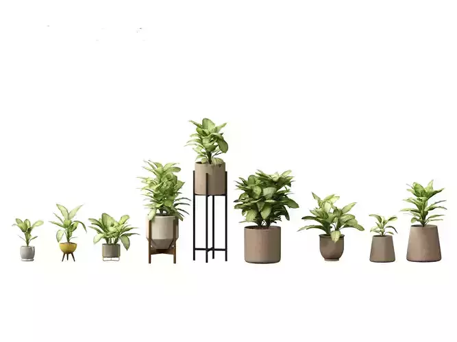Dieffenbachia seguine - Dumb Cane 02 3D model