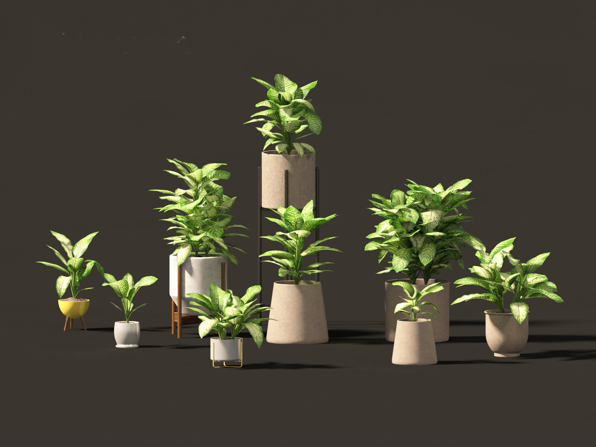 Dieffenbachia seguine - Dumb Cane 02 3D model_4