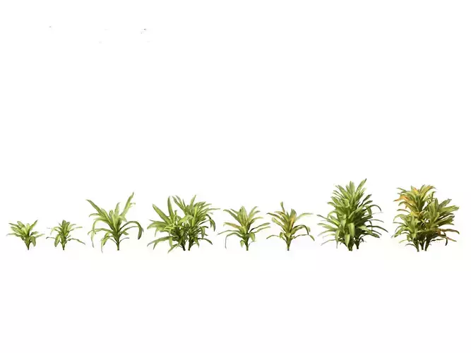 Dracaena fragrans - striped dracaena 01 3D model