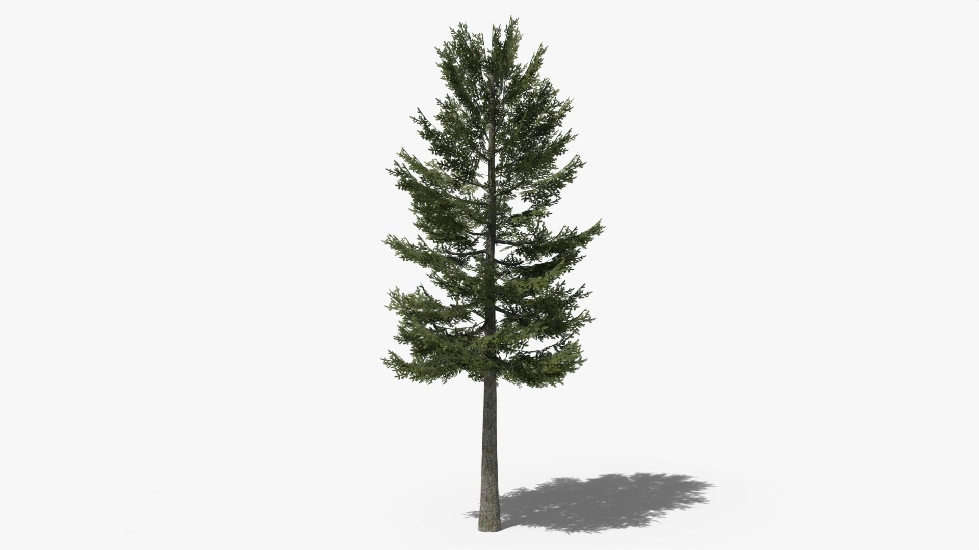 Pine v1 Low-poly 3D model_3