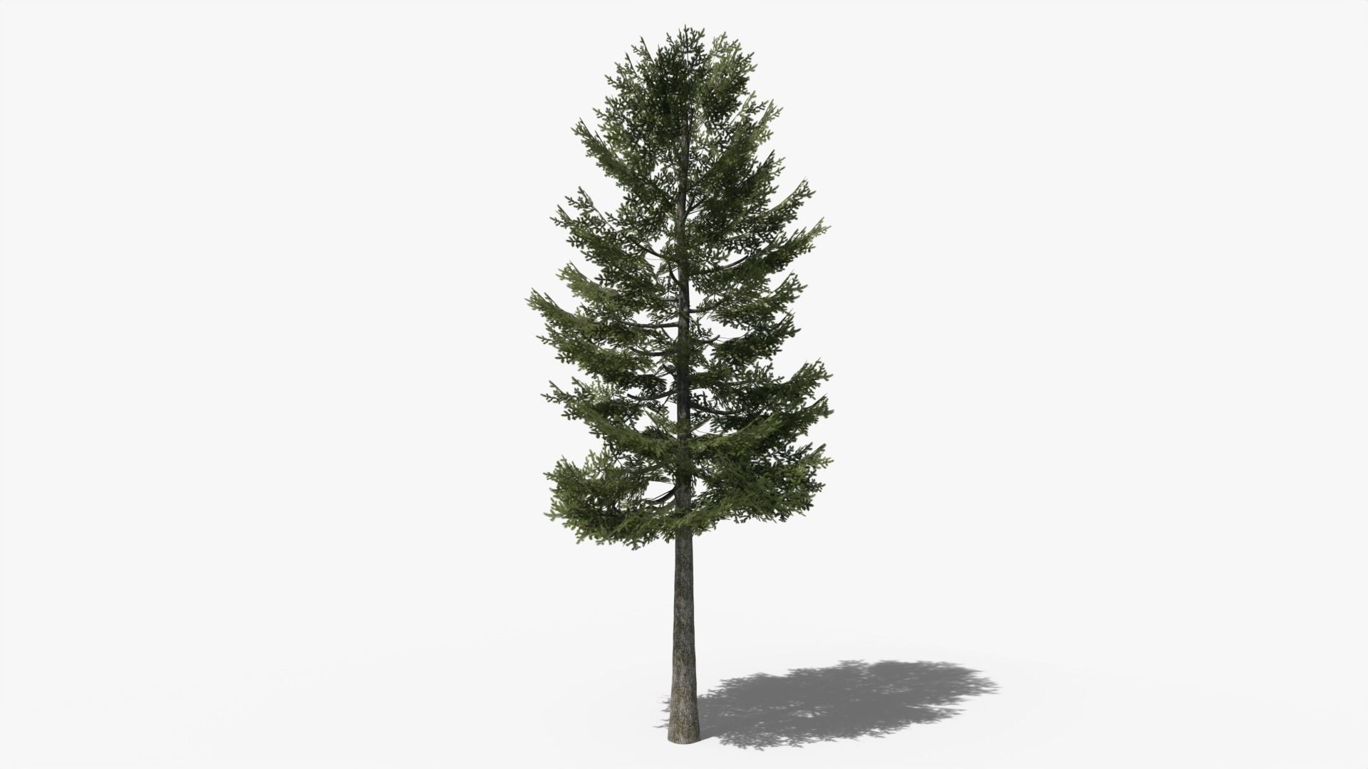 Pine v1 Low-poly 3D model_4