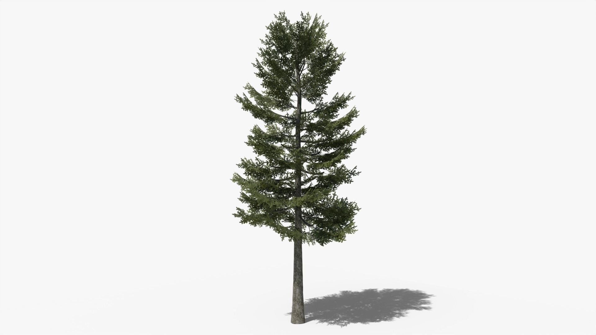 Pine v1 Low-poly 3D model_1