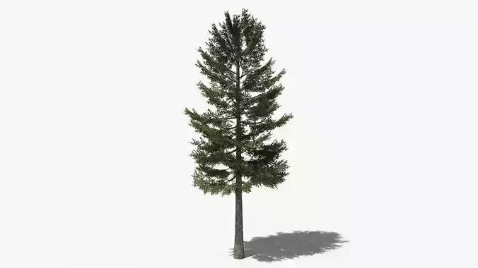 Pine v1 Low-poly 3D model