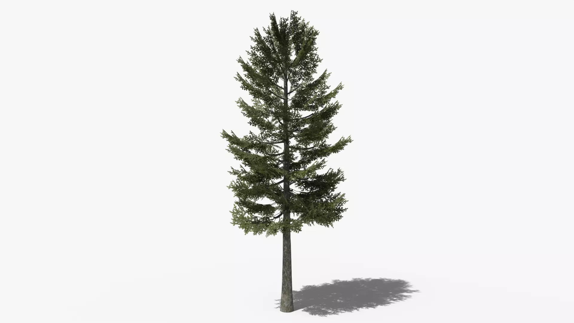 Pine v1 Low-poly 3D model_0