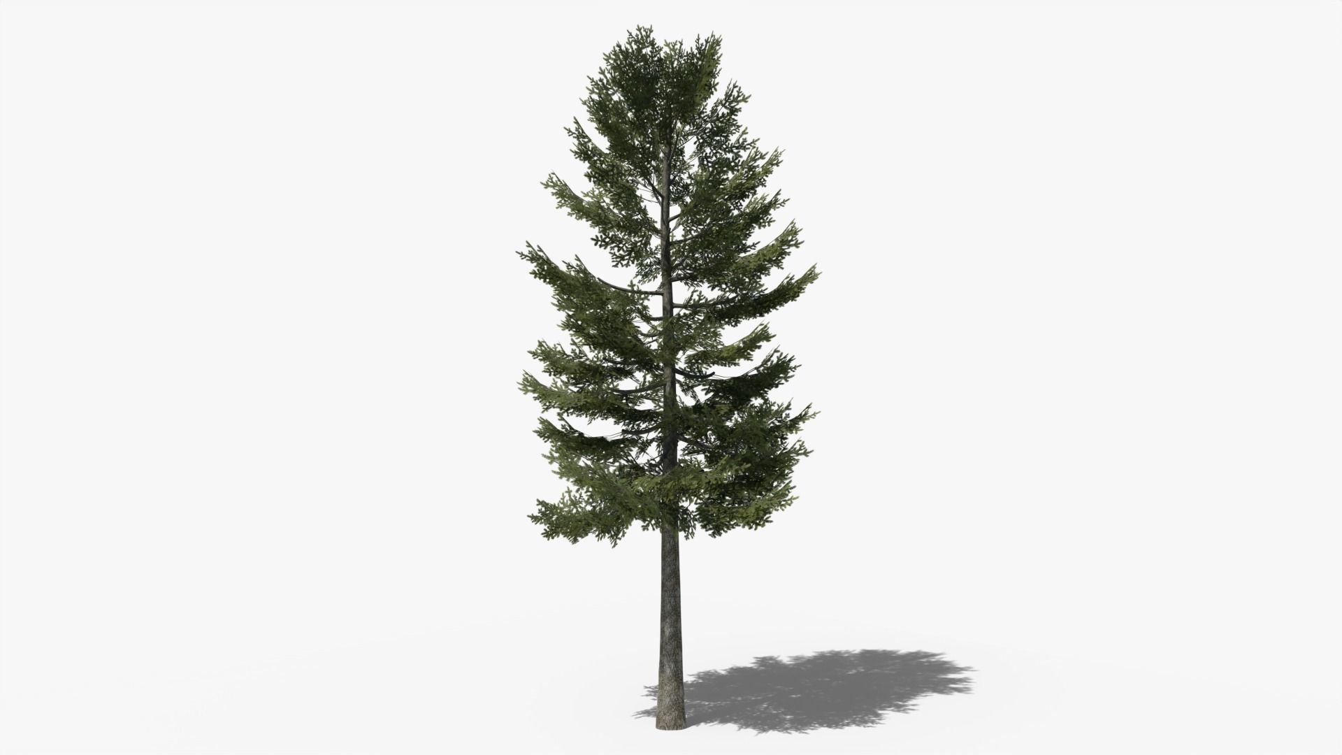 Pine v1 Low-poly 3D model_5