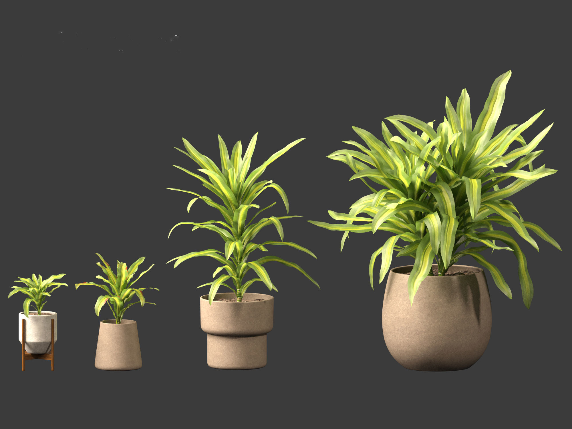Dracaena fragrans - striped dracaena 02 3D model_2
