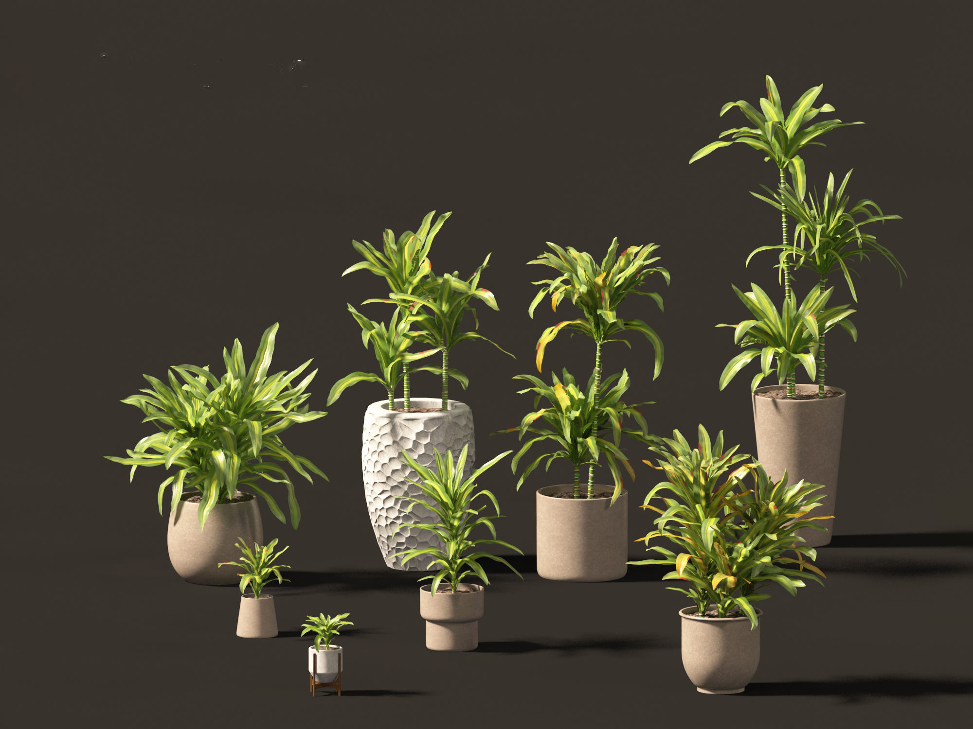 Dracaena fragrans - striped dracaena 02 3D model_4