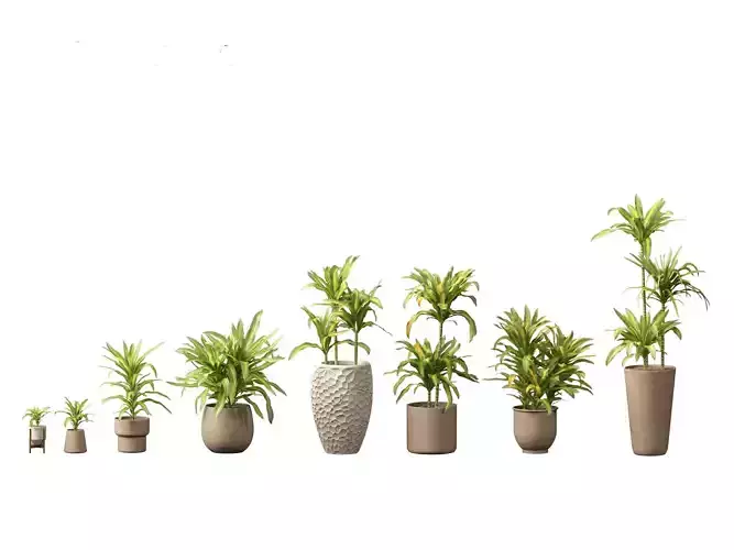 Dracaena fragrans - striped dracaena 02