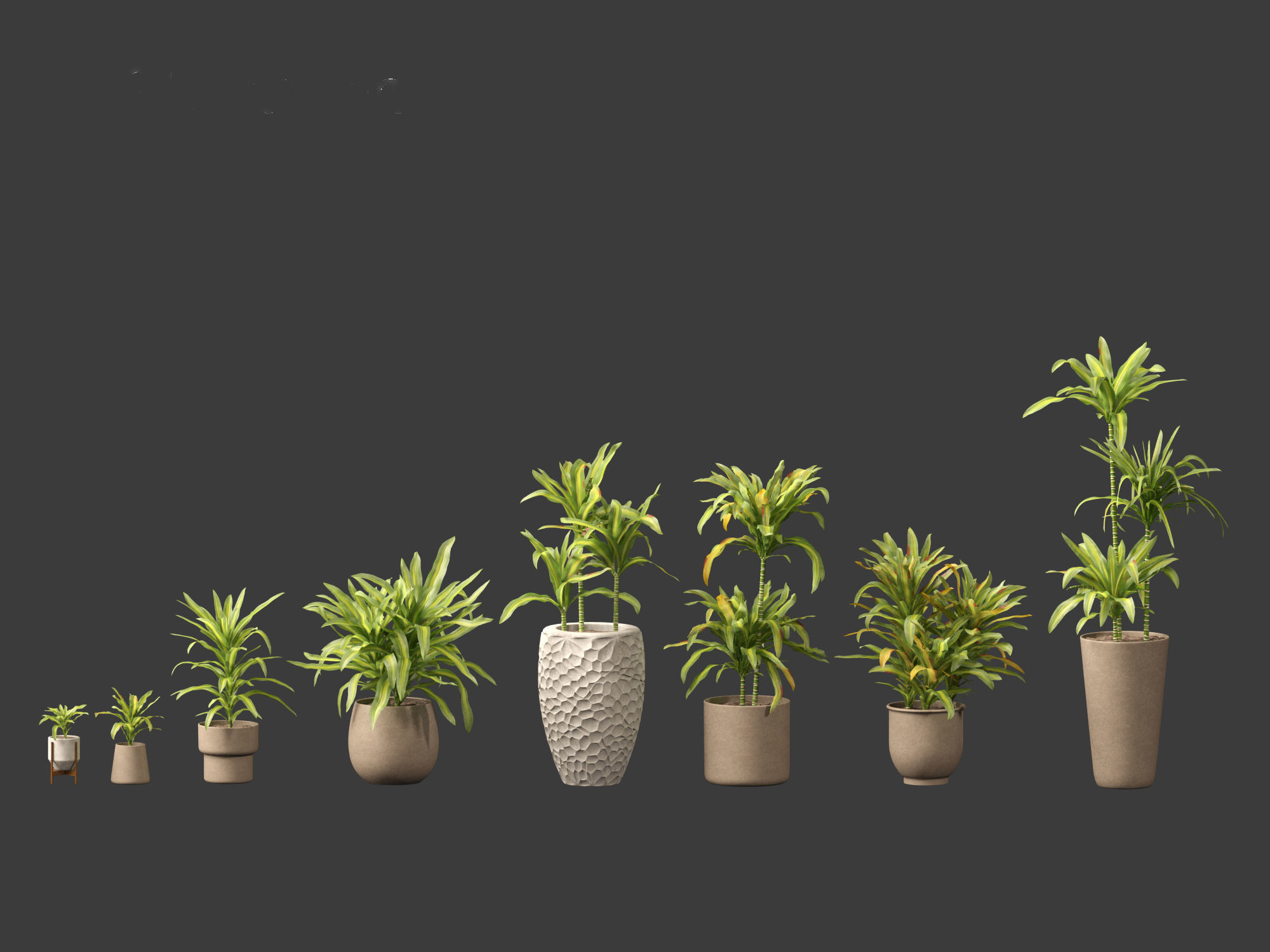 Dracaena fragrans - striped dracaena 02 3D model_1