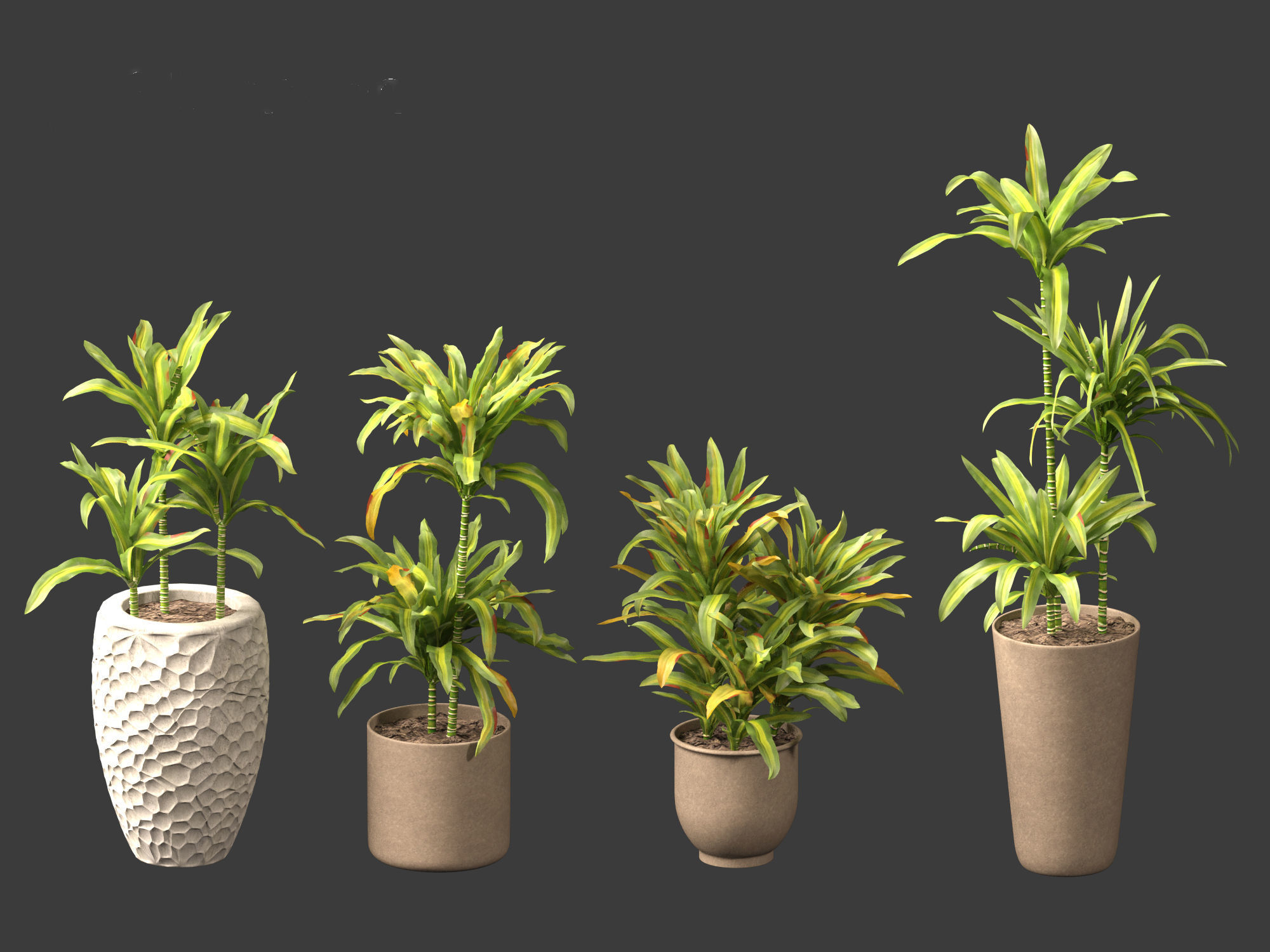 Dracaena fragrans - striped dracaena 02 3D model_3
