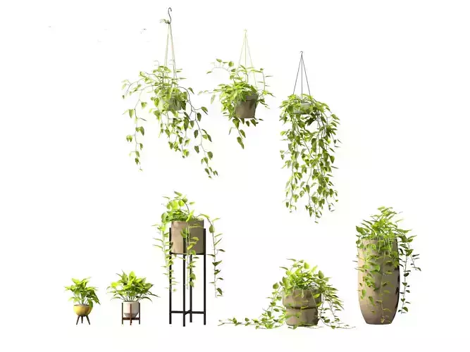 Epipremnum aureum - Rattan Plant