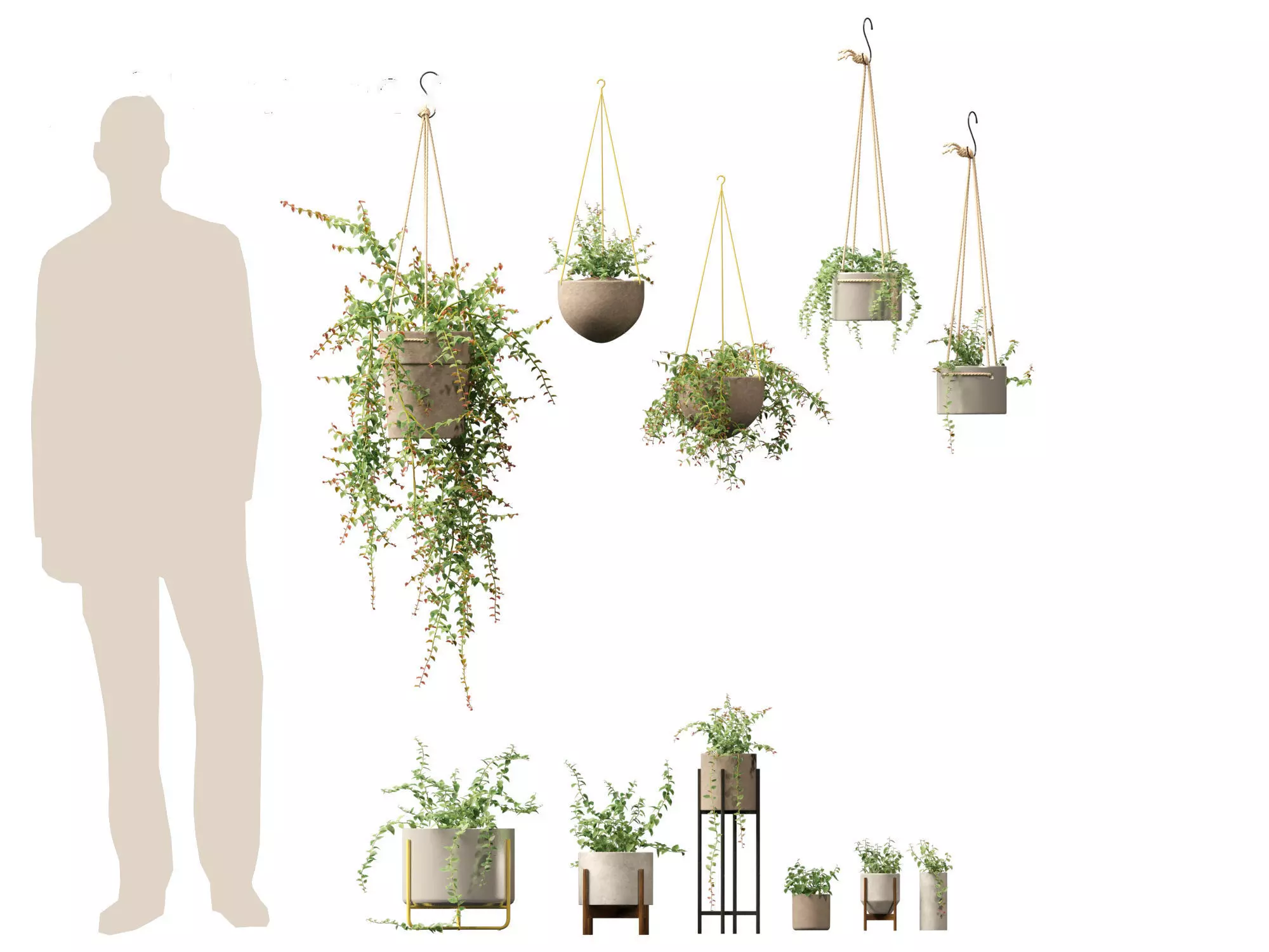Ficus Pumila - creeping fig 3D model