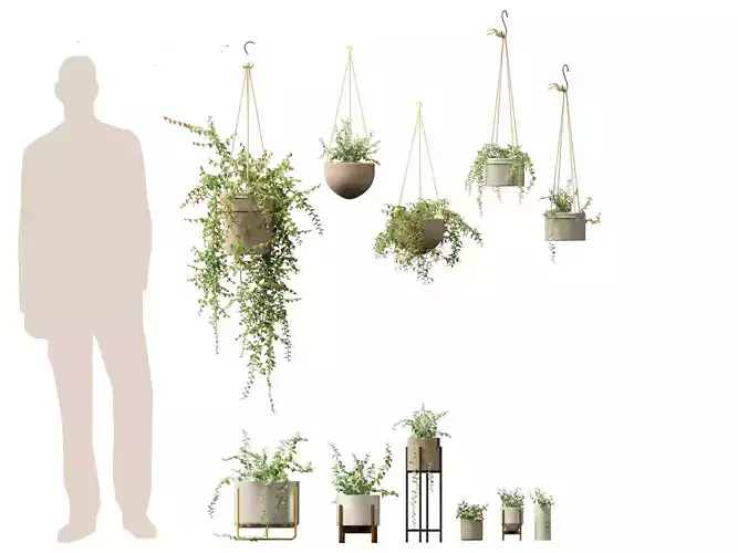 Ficus Pumila - creeping fig 3D model
