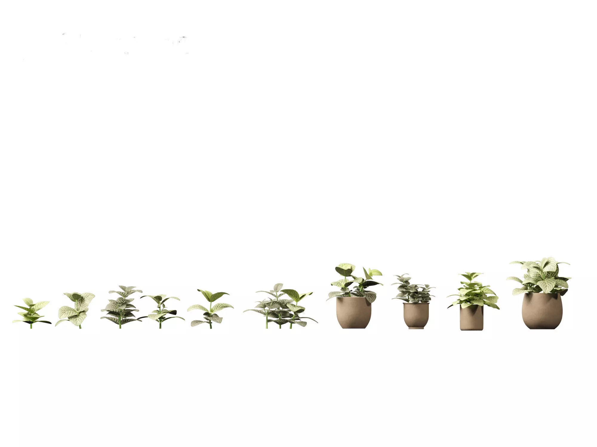Fittonia albivenis - nerve plant 3D model