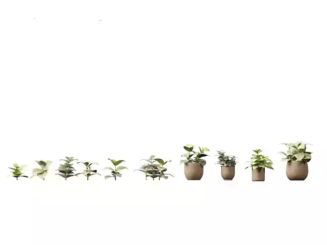 Fittonia albivenis - nerve plant 3D model