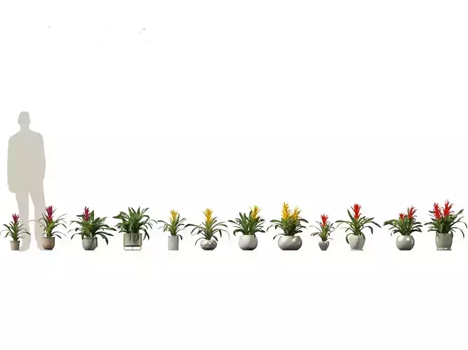 Guzmania - Scarlet star 