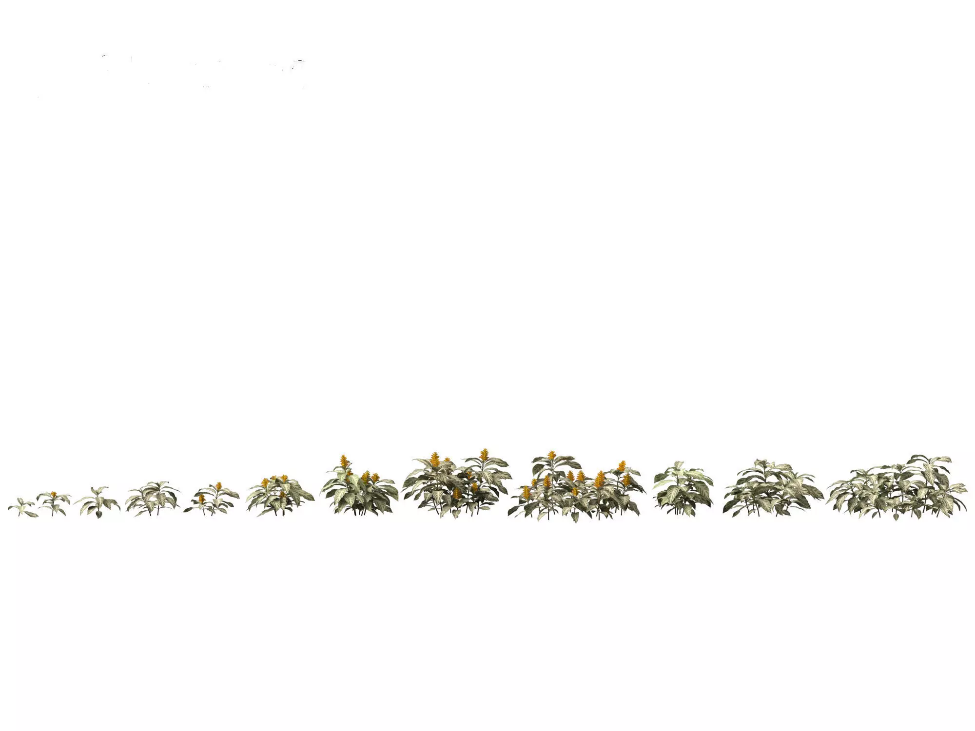 HighPoly - Low Poly- Kudoacanthus albonervosa - Zebra plant 01 Low-poly 3D model