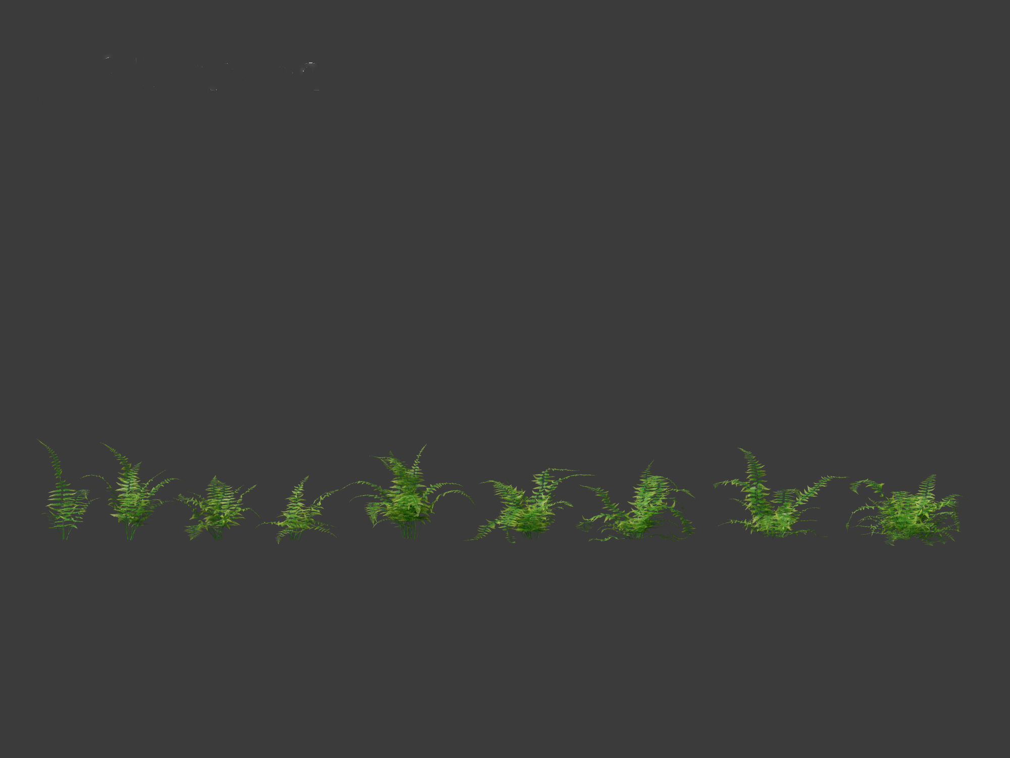 Microlepia strigosa -hay-scented fern 01 3D model_1