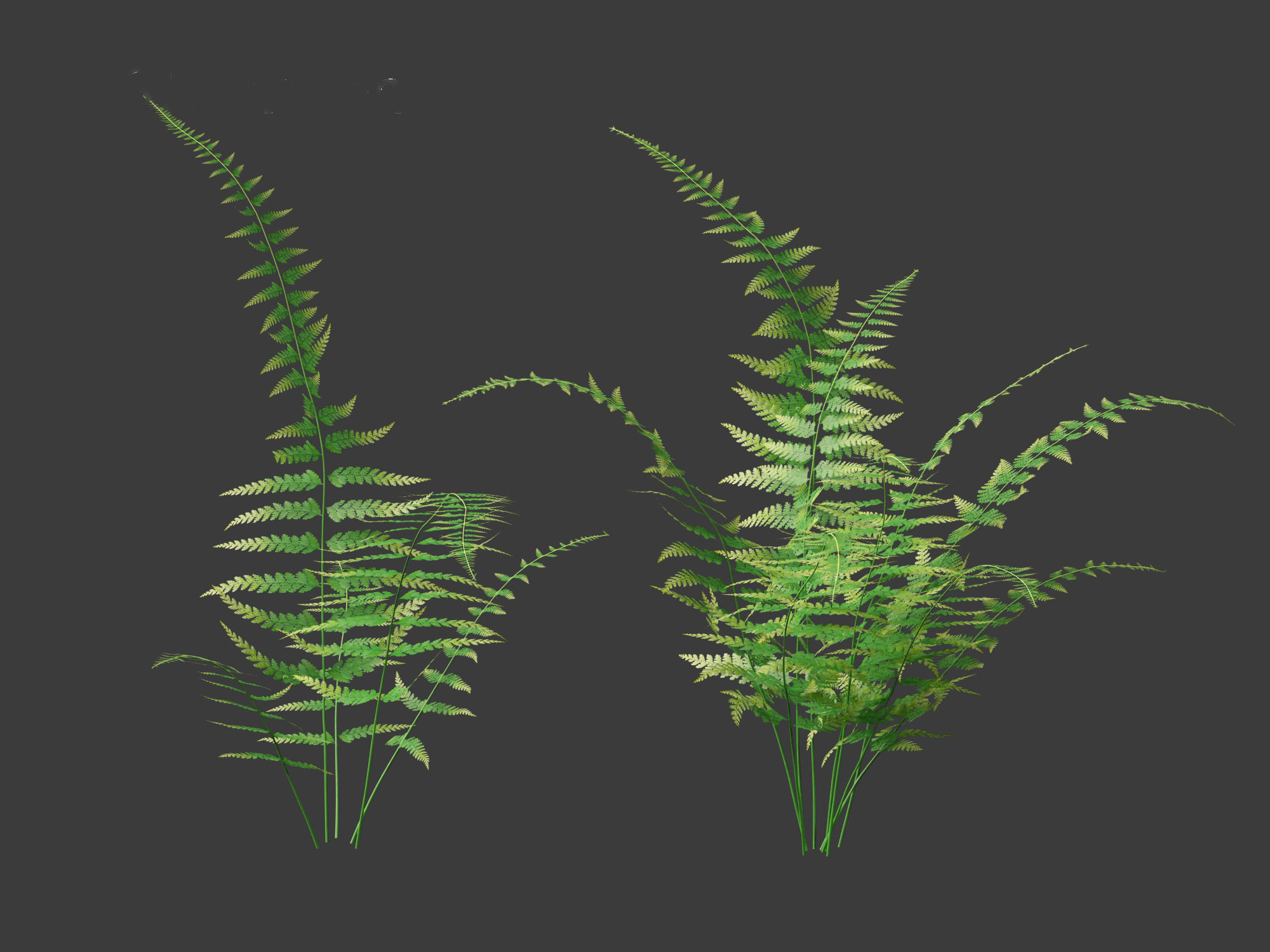 Microlepia strigosa -hay-scented fern 01 3D model_3