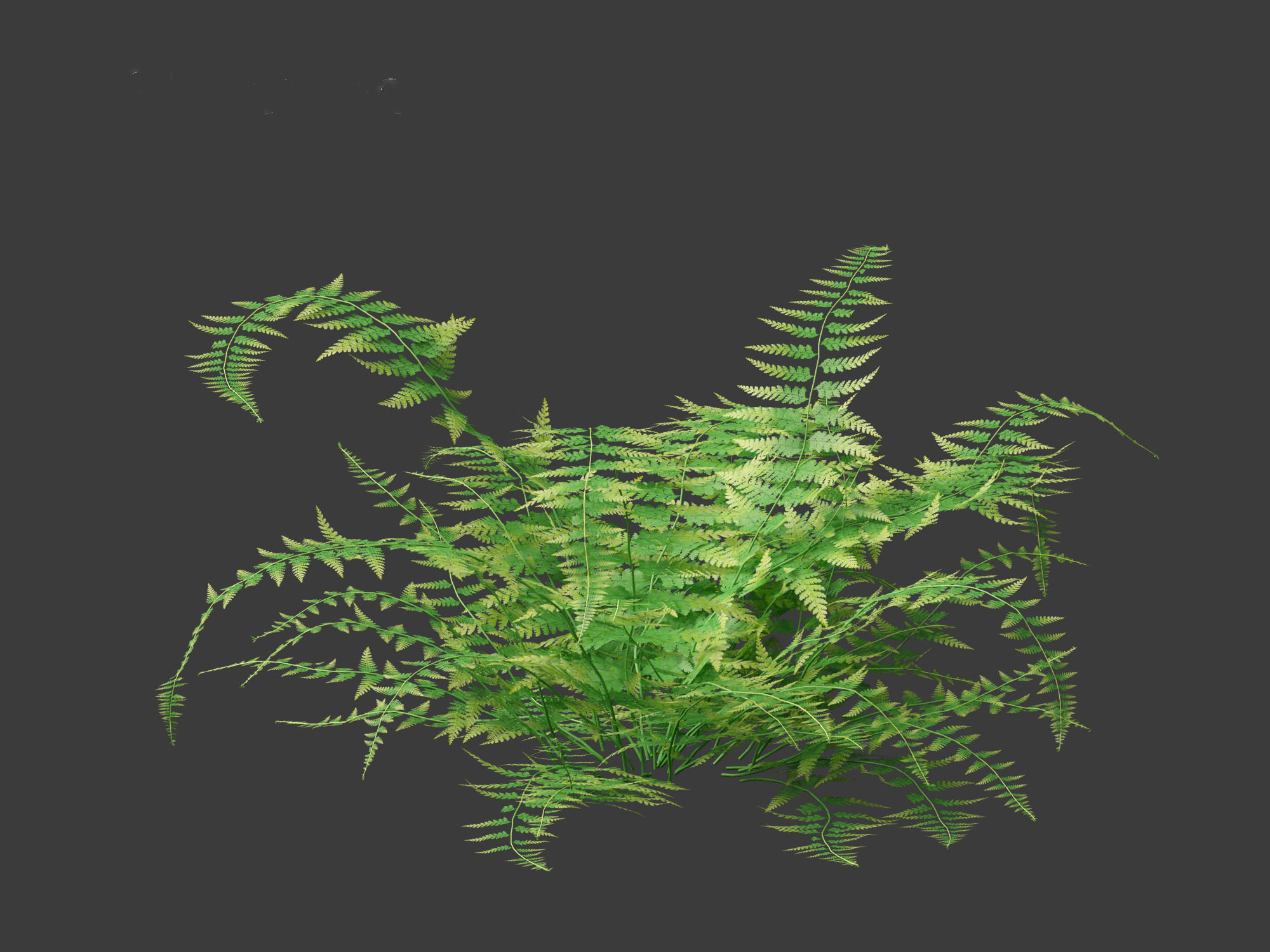 Microlepia strigosa -hay-scented fern 01 3D model_13